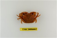 藏品(平背蜞)的圖片